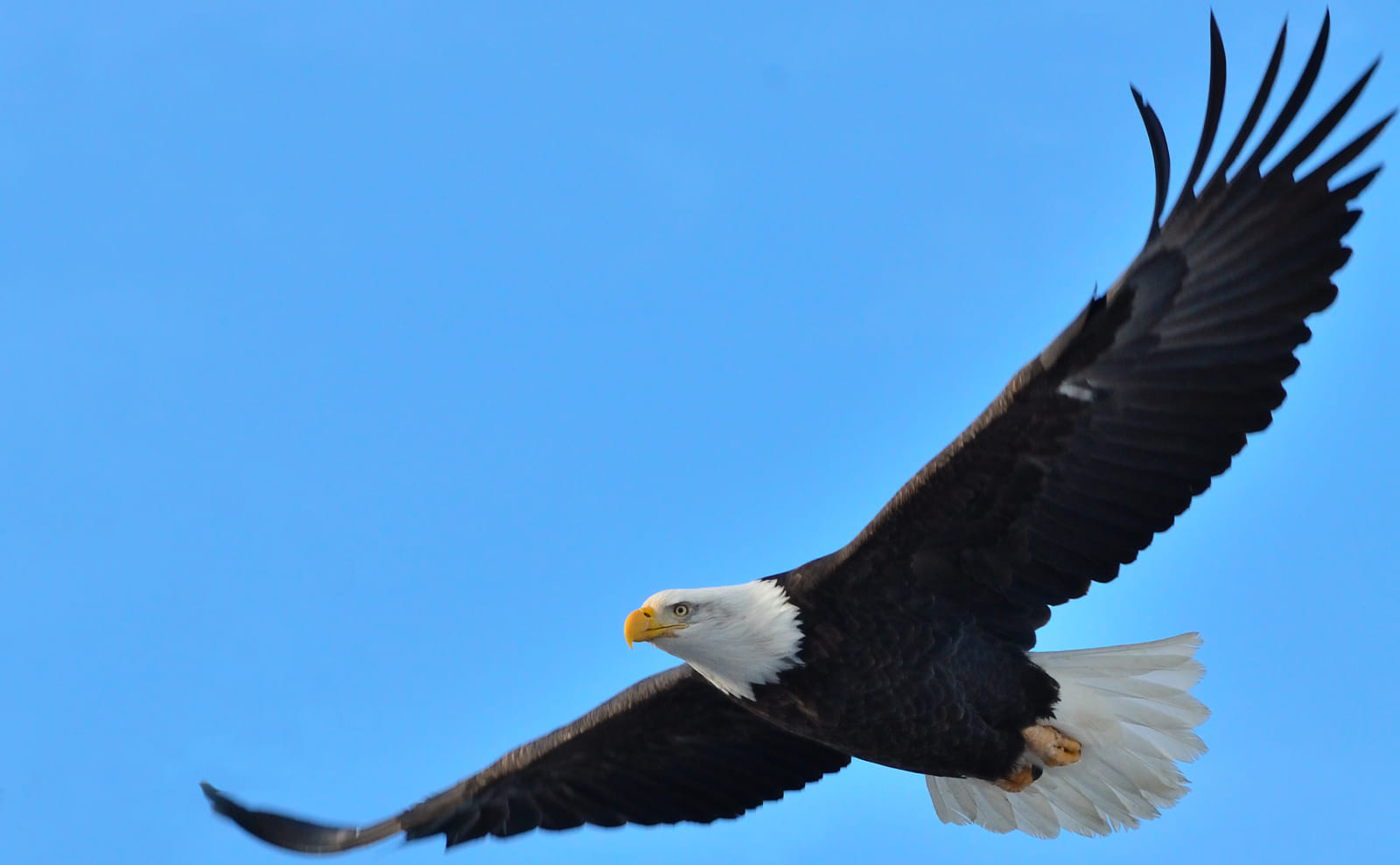 Golden Eagle