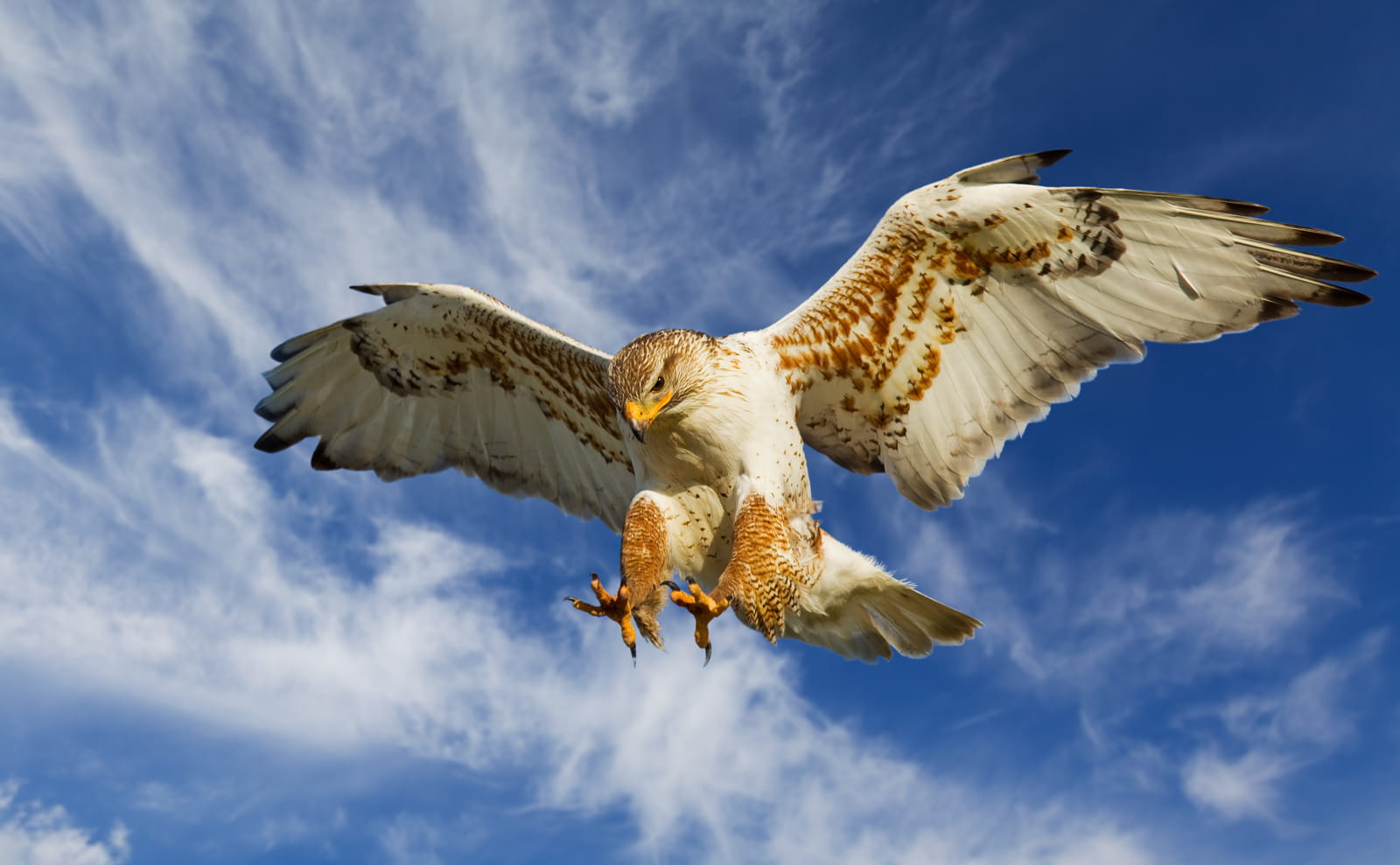 Hawk