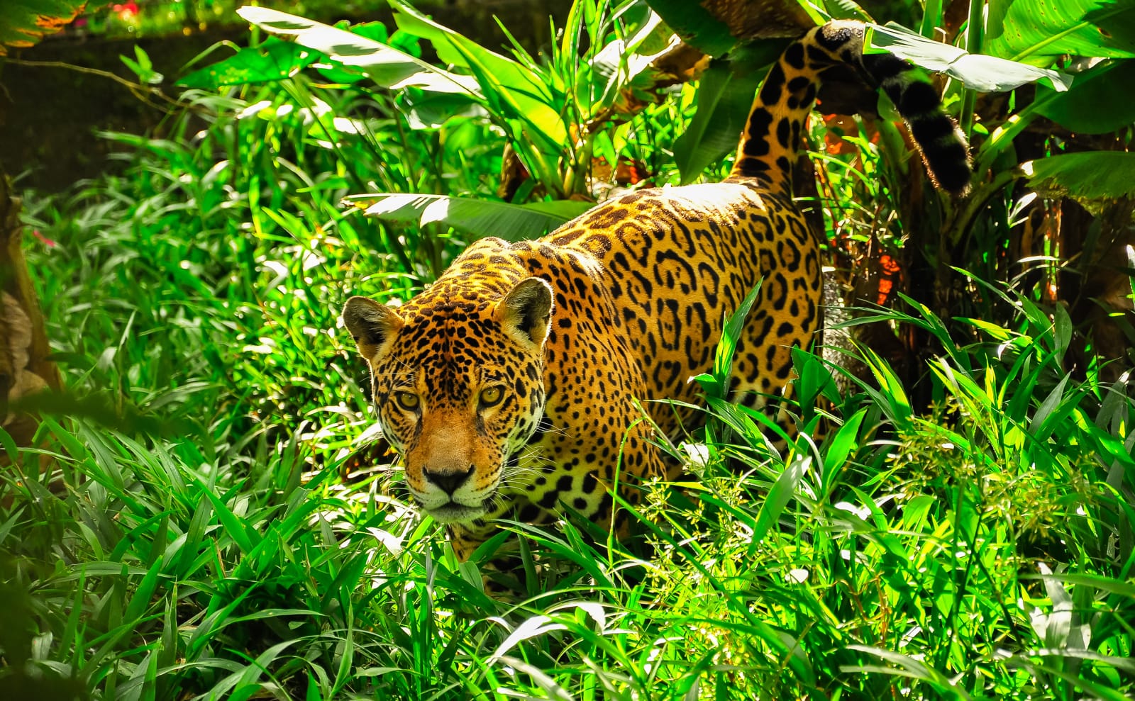 ジャガー