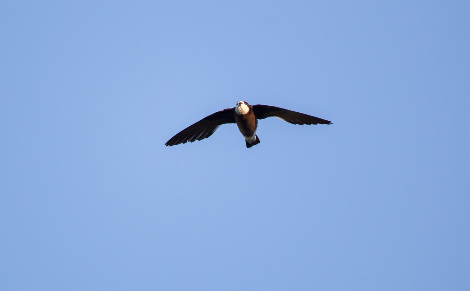 Needletail