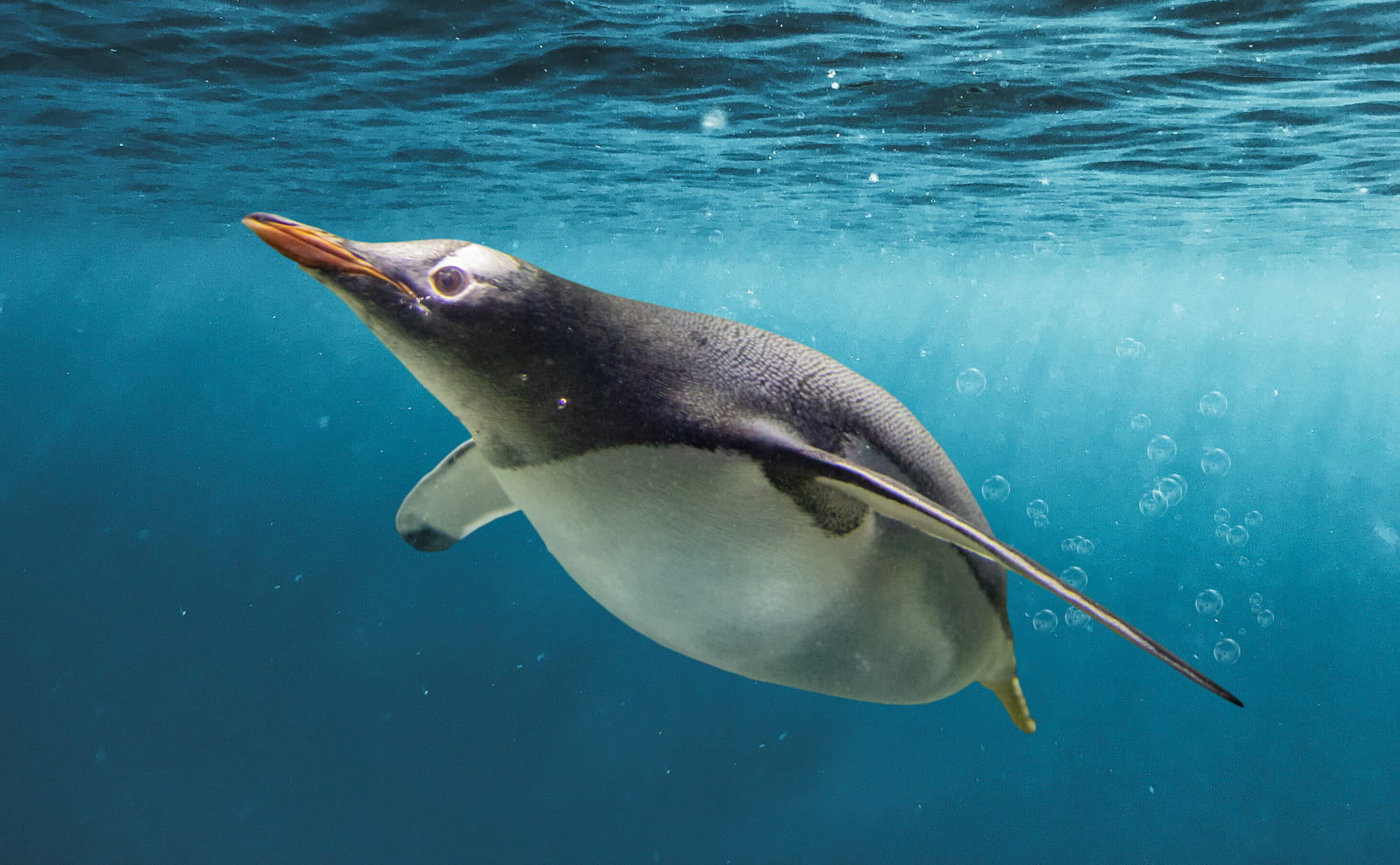 Gentoo Penguin