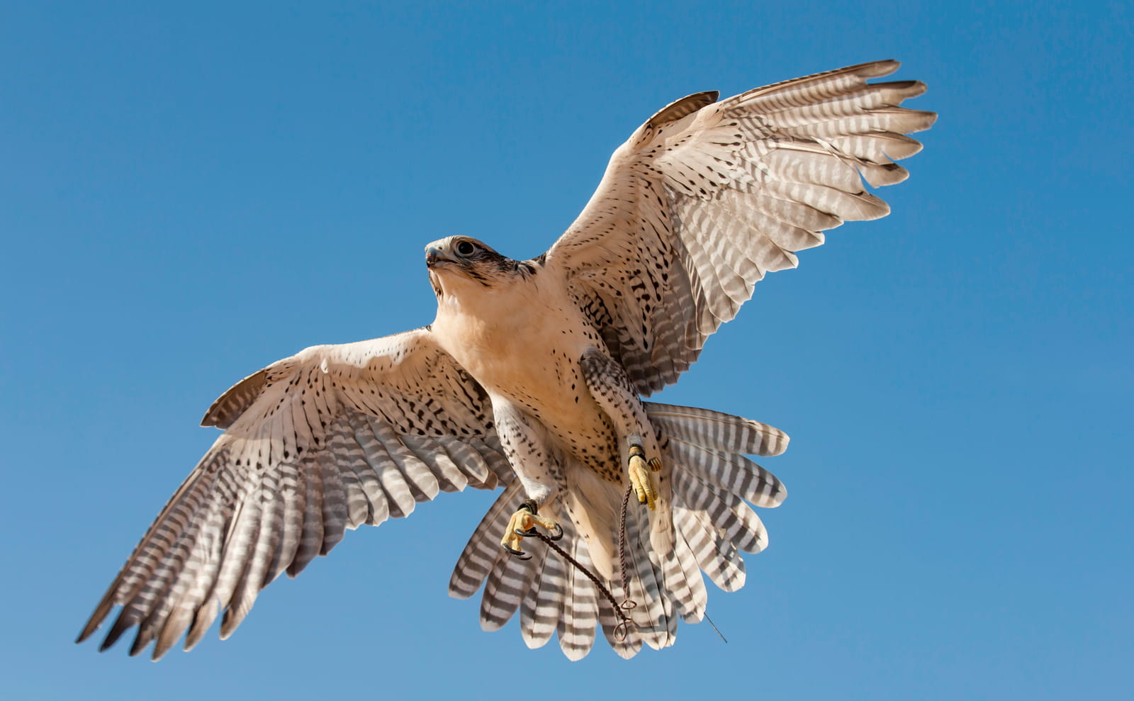 Peregrine Falcon